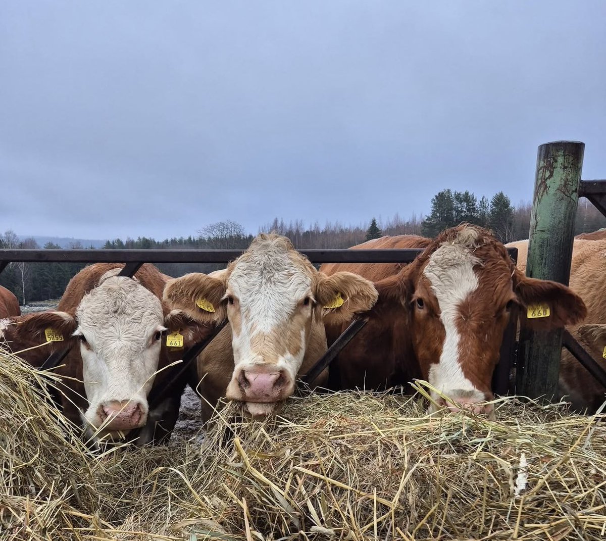 Janne Jukkola 🇫🇮🇺🇦🇪🇺 tweet media