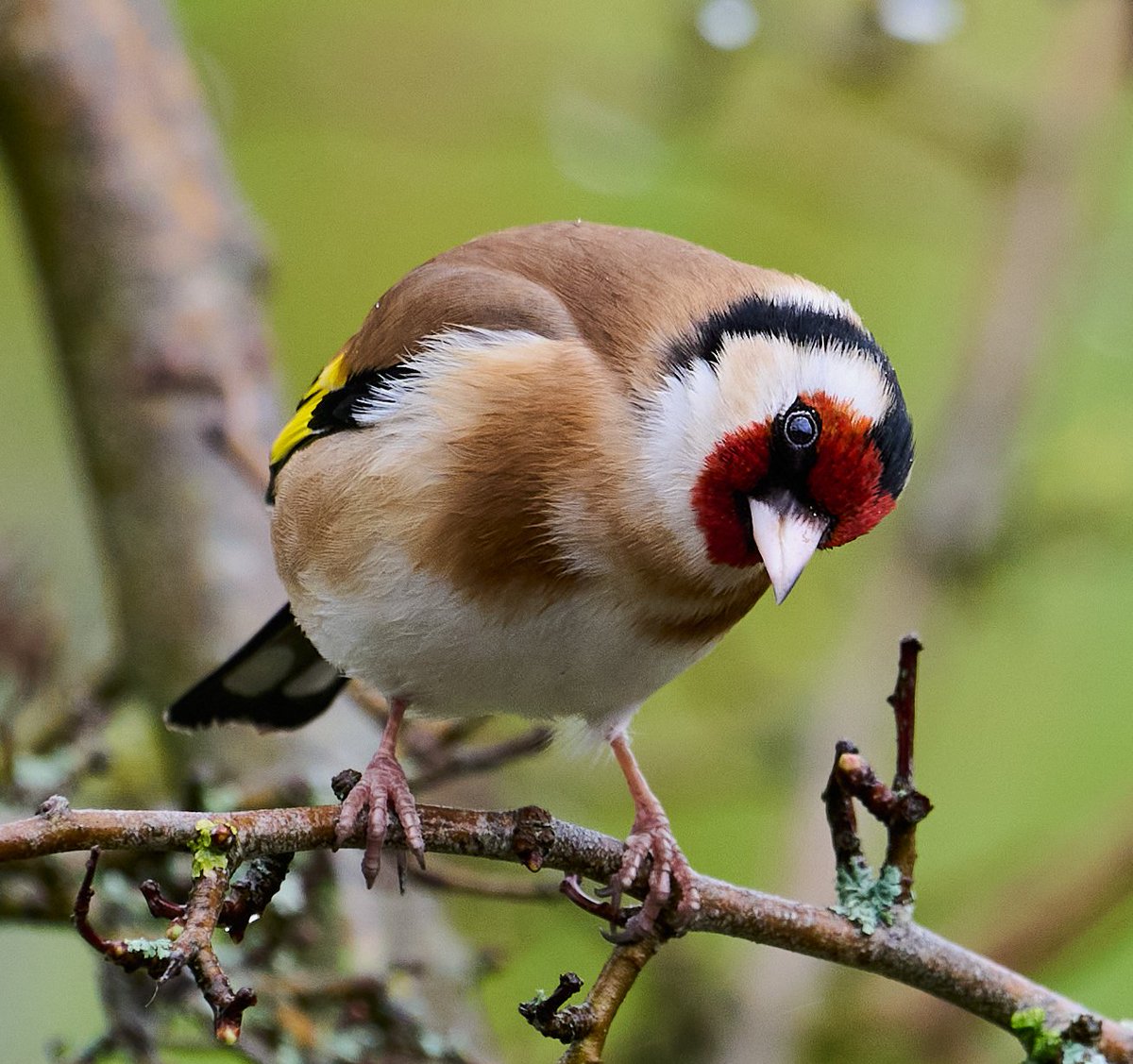paulhayes55's tweet photo. Goldfinch. https://t.co/8OicYlGbz5