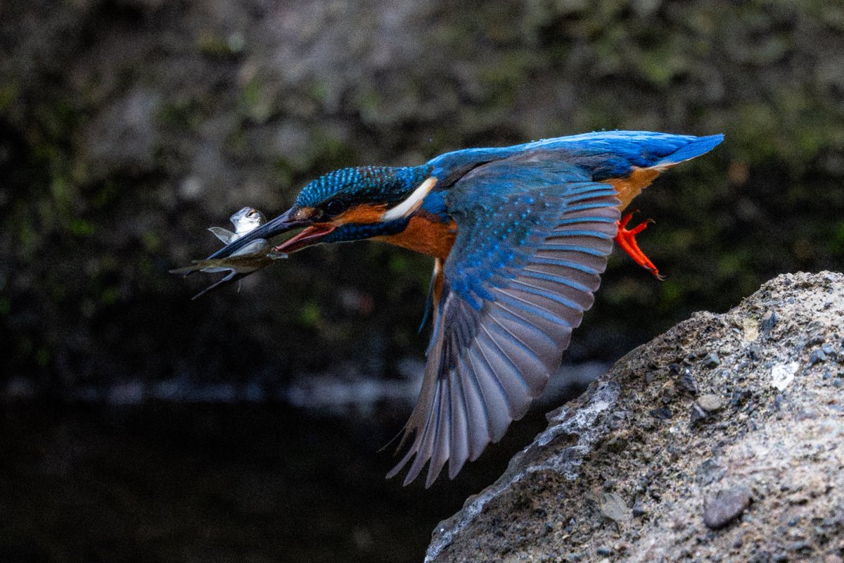 tamani (@TamaoNishi94022) / Posts / X