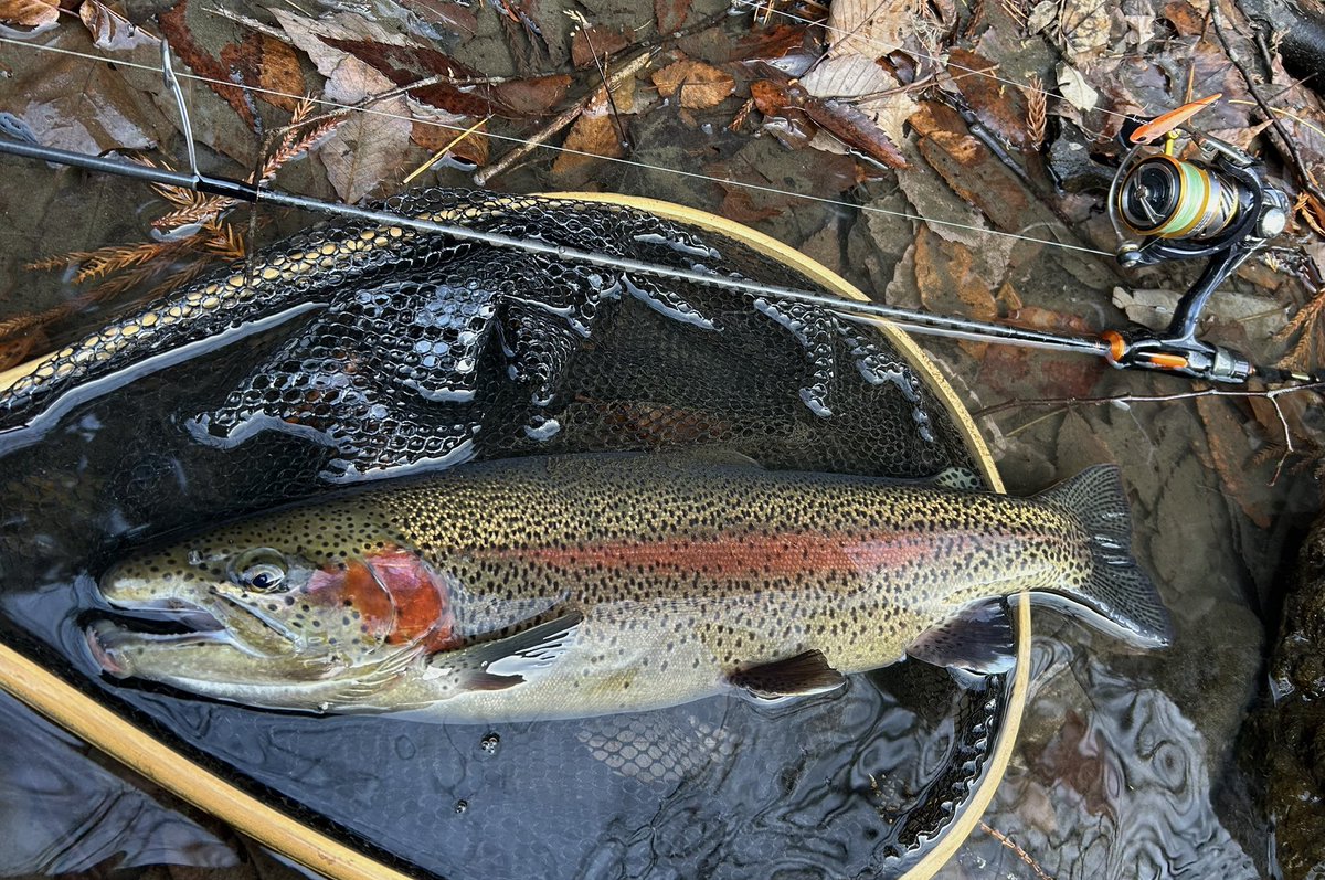 celsuper2's tweet image. 今日は上野村冬季へ

修行のような1日だったが、最後にイイ魚が見れてそれで大満足！

次は春解禁で👋