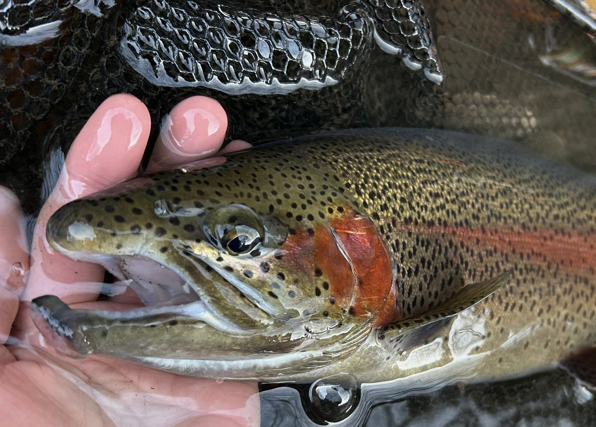 celsuper2's tweet image. 今日は上野村冬季へ

修行のような1日だったが、最後にイイ魚が見れてそれで大満足！

次は春解禁で👋