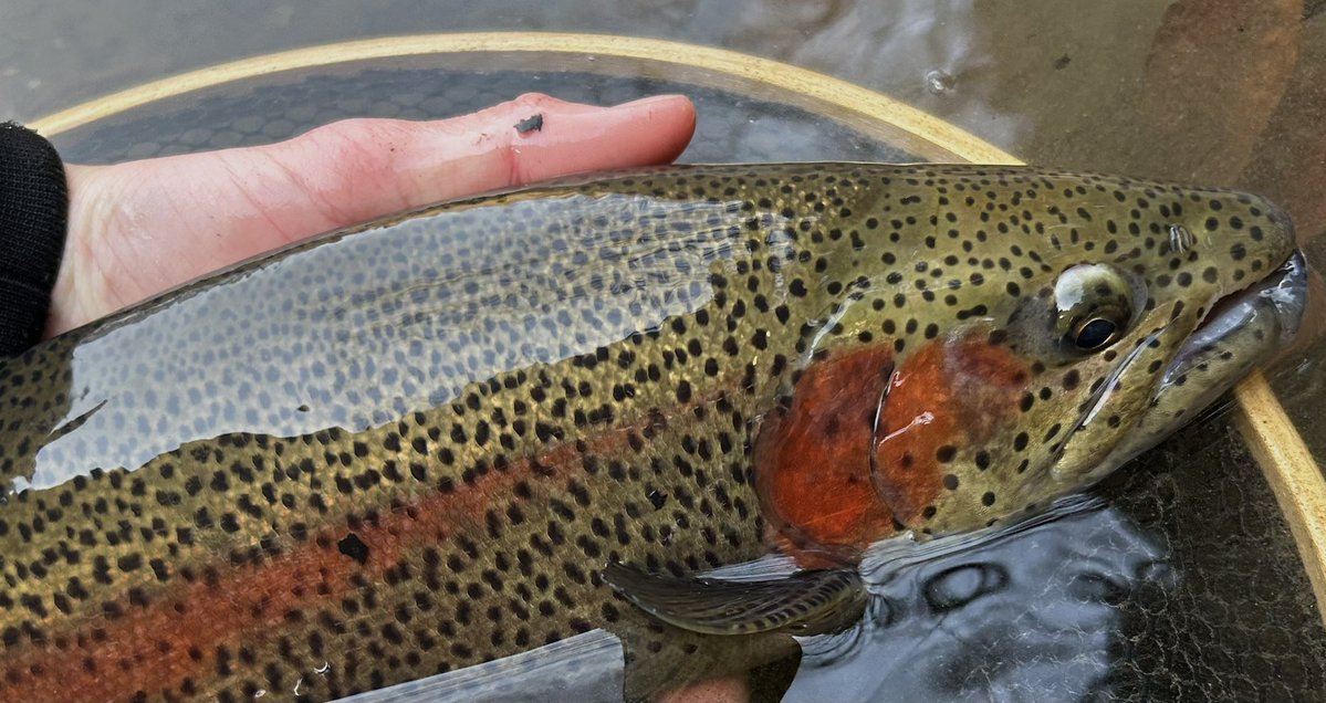 celsuper2's tweet image. 今日は上野村冬季へ

修行のような1日だったが、最後にイイ魚が見れてそれで大満足！

次は春解禁で👋