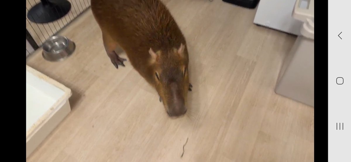 Nymphia_Vs's tweet image. 週末まろりん！
また来週もよろしくね！

 #1日1マロン
 #カピバラ
 #マロン姫
 #愛知カピバラ飼育養成所