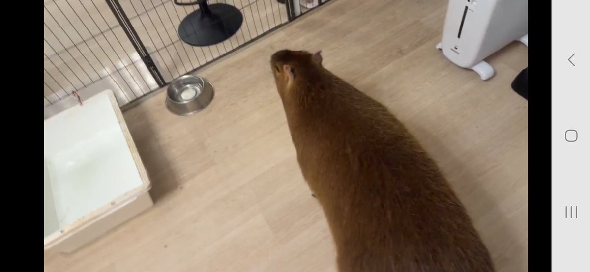 Nymphia_Vs's tweet image. 週末まろりん！
また来週もよろしくね！

 #1日1マロン
 #カピバラ
 #マロン姫
 #愛知カピバラ飼育養成所