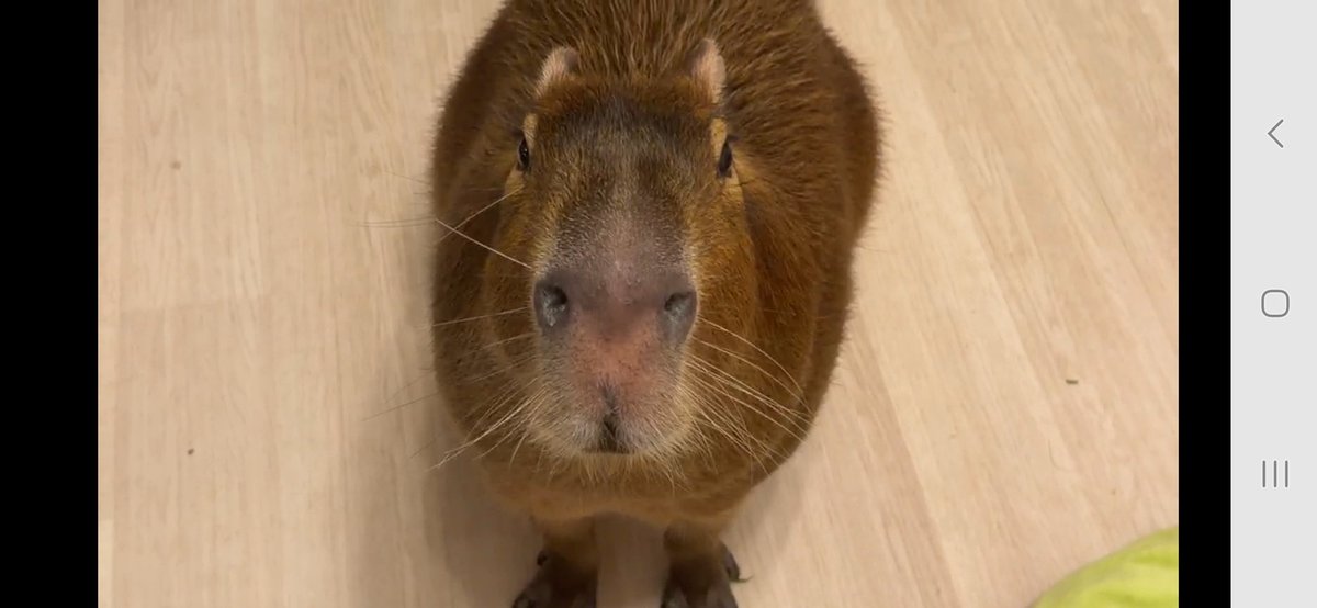 Nymphia_Vs's tweet image. 週末まろりん！
また来週もよろしくね！

 #1日1マロン
 #カピバラ
 #マロン姫
 #愛知カピバラ飼育養成所