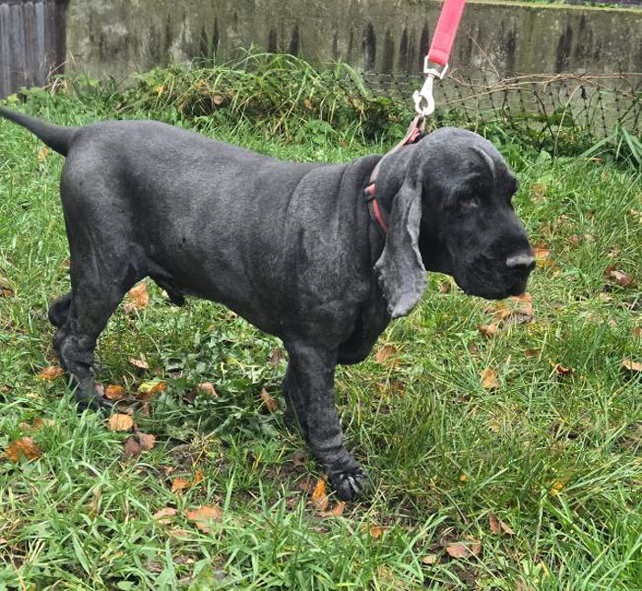 Ищем новых заботливых хозяев. Ему очень не хватает внимания людей. ❤
☎ Звоните/пишите: +7-916-347-85-63