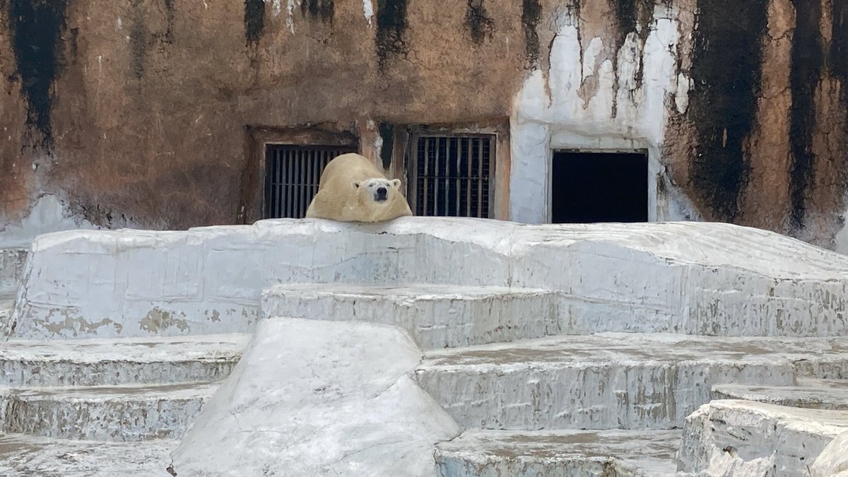 きつね (@con_1draw) / Posts / X