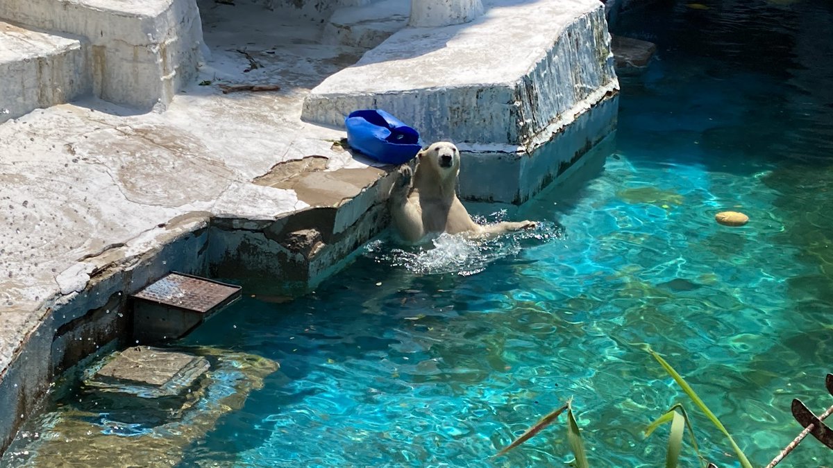 きつね (@con_1draw) / Posts / X