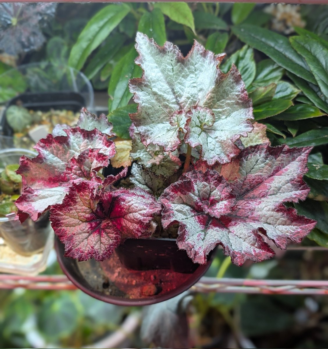 一輪だけのカトレアが咲きました
レックスベゴニアのウズモミジ　ベゴニア協会の例会で頂いた葉挿し