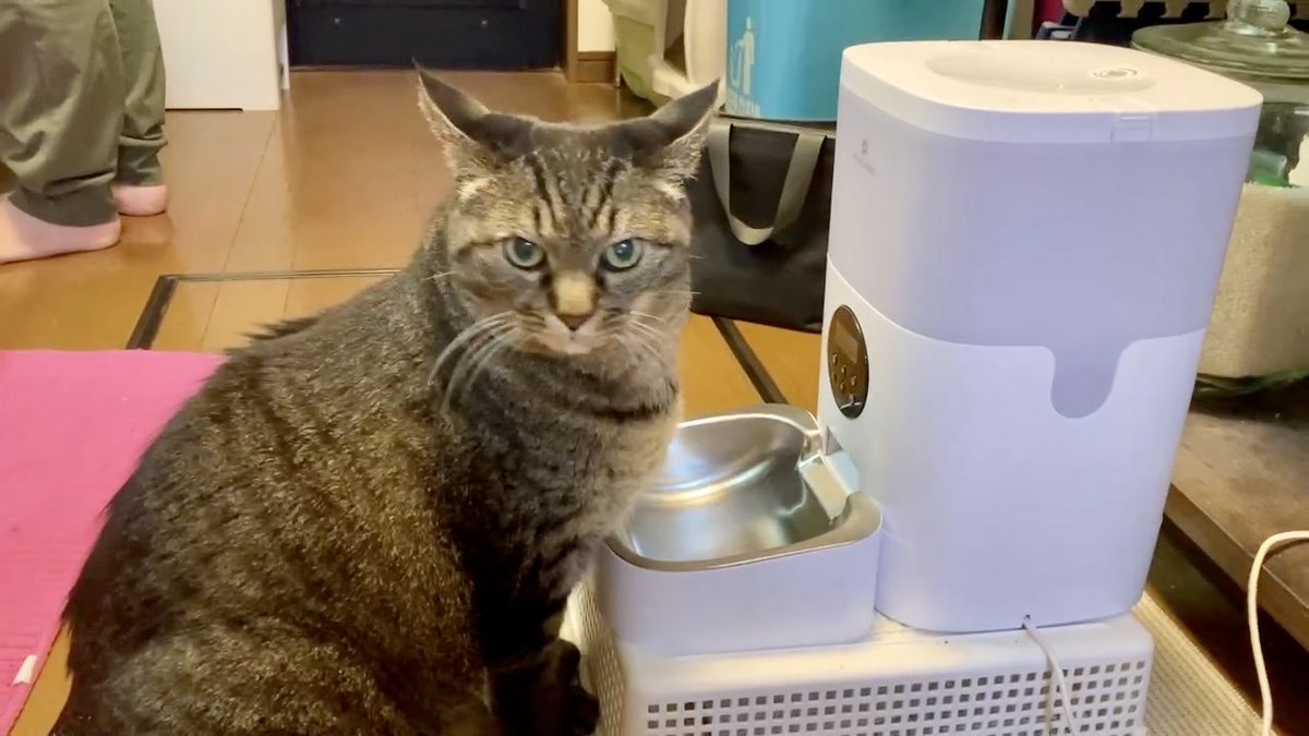 ねこじま まめたろう (@nekojima_22) / Posts / X