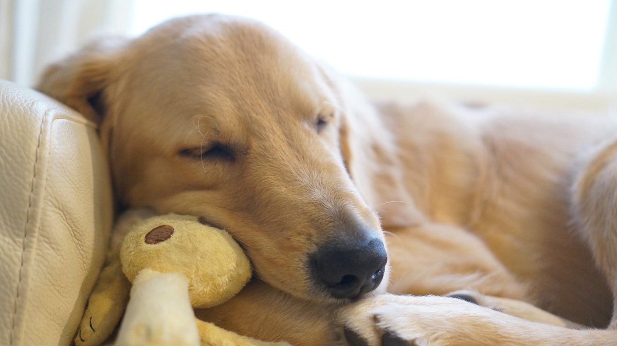 一眼で撮ったいぬみて