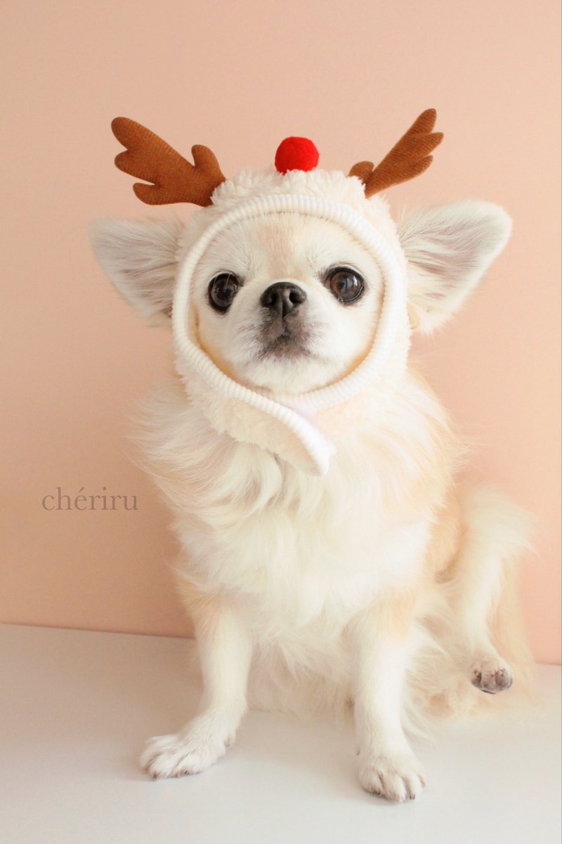 _cheriru's tweet photo. ꙳. *˖ 𝗽𝗶𝗰𝗸 𝘂𝗽 ˖* .꙳

✓ クリスマス着ぐるみ帽子

かわいいトナカイになれちゃう帽子です！

┈┈┈┈┈┈┈┈┈┈┈┈┈┈┈┈┈┈┈

✔︎ 全ての商品が即納📦
✔︎ 当日〜3日以内に国内より発送🚚

┈┈┈┈┈┈┈┈┈┈┈┈┈┈┈��┈┈┈

#chériru https://t.co/r5yW5UCazc