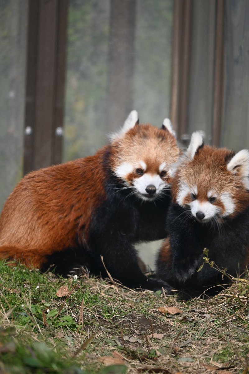 アヅ＠咲弥ちゃんガチ勢 (@adz_redpanda) / Posts / X