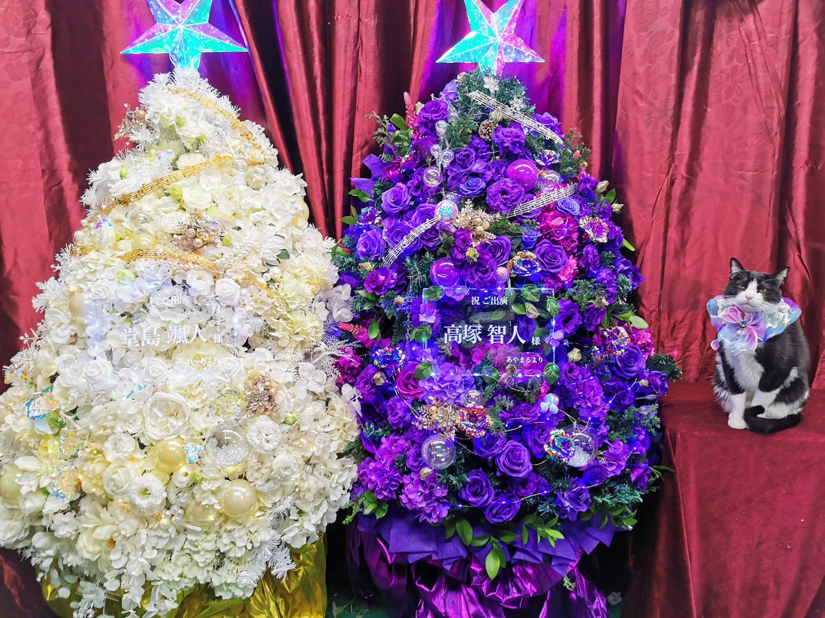 8787neko's tweet photo. ♫　歌声喫茶ジョニー　♫
堂島颯人さん宛　ツリーフラスタ
　♪白いツリーですニャ♫
　���️Merry🎅X'mas🐕️

#フラスタ　#スタンド花　#花猫庵 https://t.co/9gTSAtFzkI