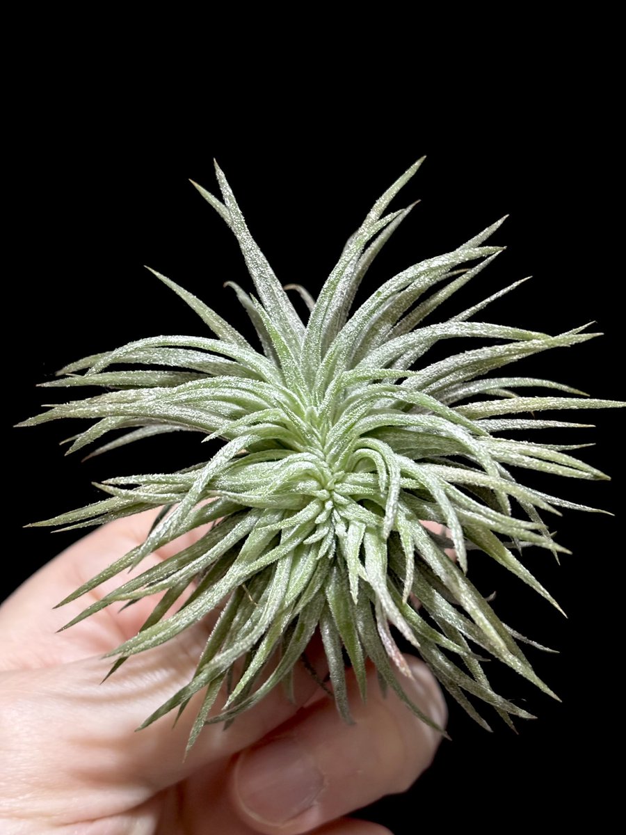 チランジア イオナンタ モンストローサ Tillandsia ionantha