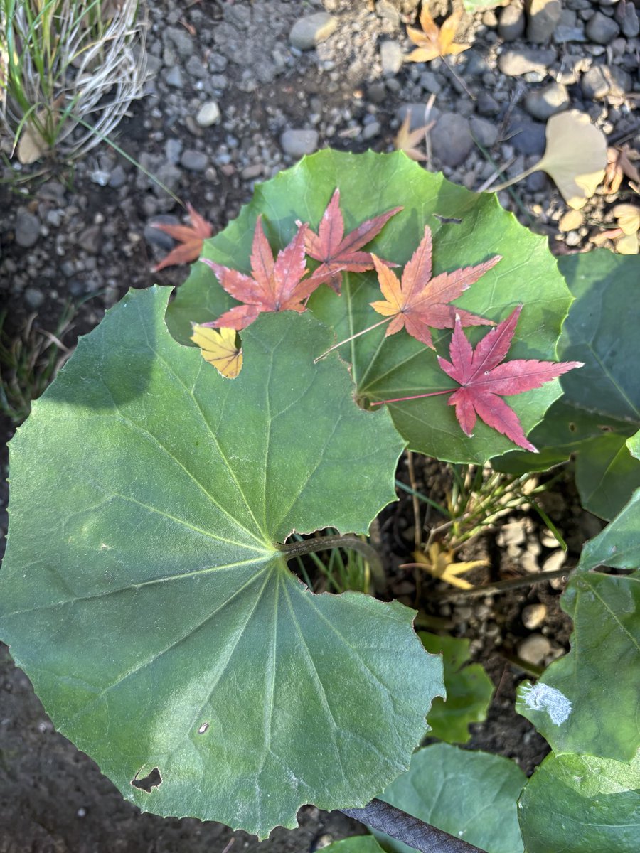 E6%9D%B1%E4%BA%AC%E6%95%A3%E7%AD%96