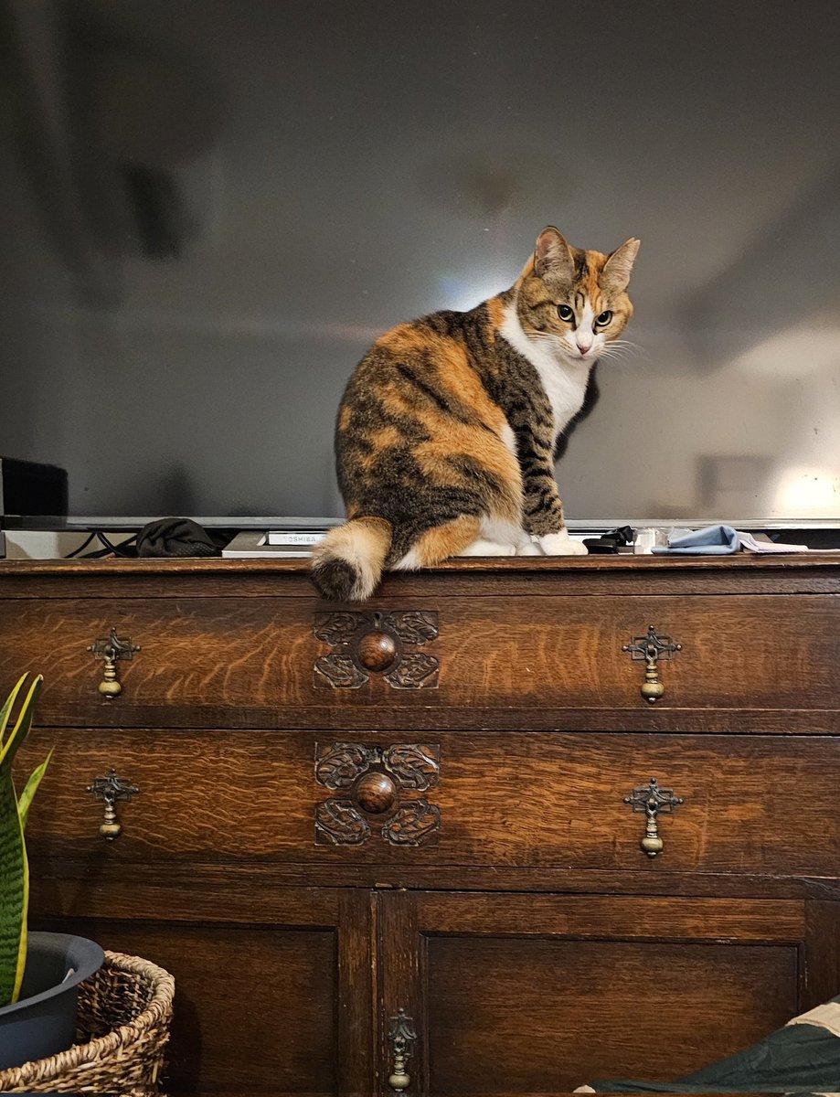 ねこマンモス様　オーダー受付 Post by モモ🍀 on X: ジッ