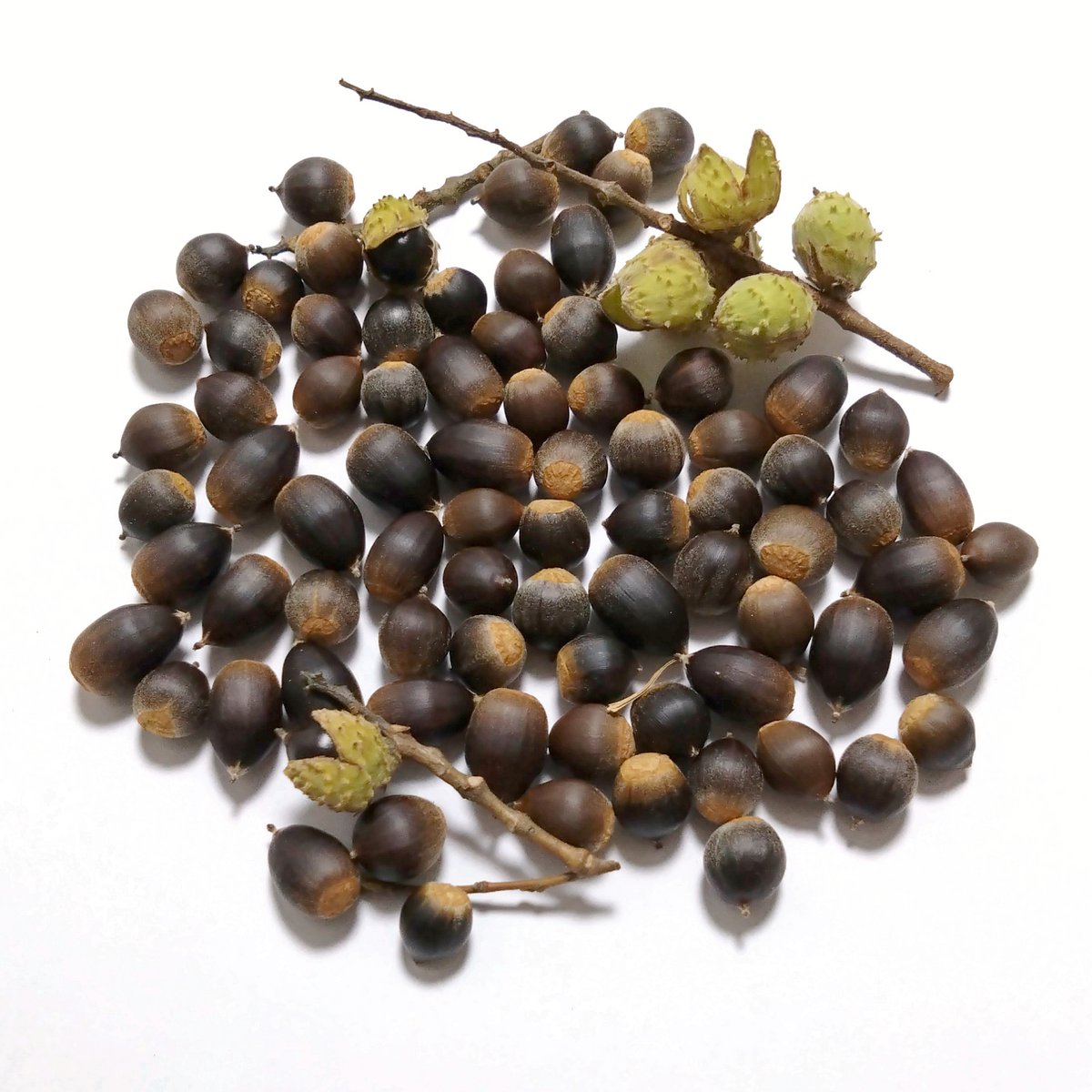 どんぐりの人 (@donguribito) / Posts / X