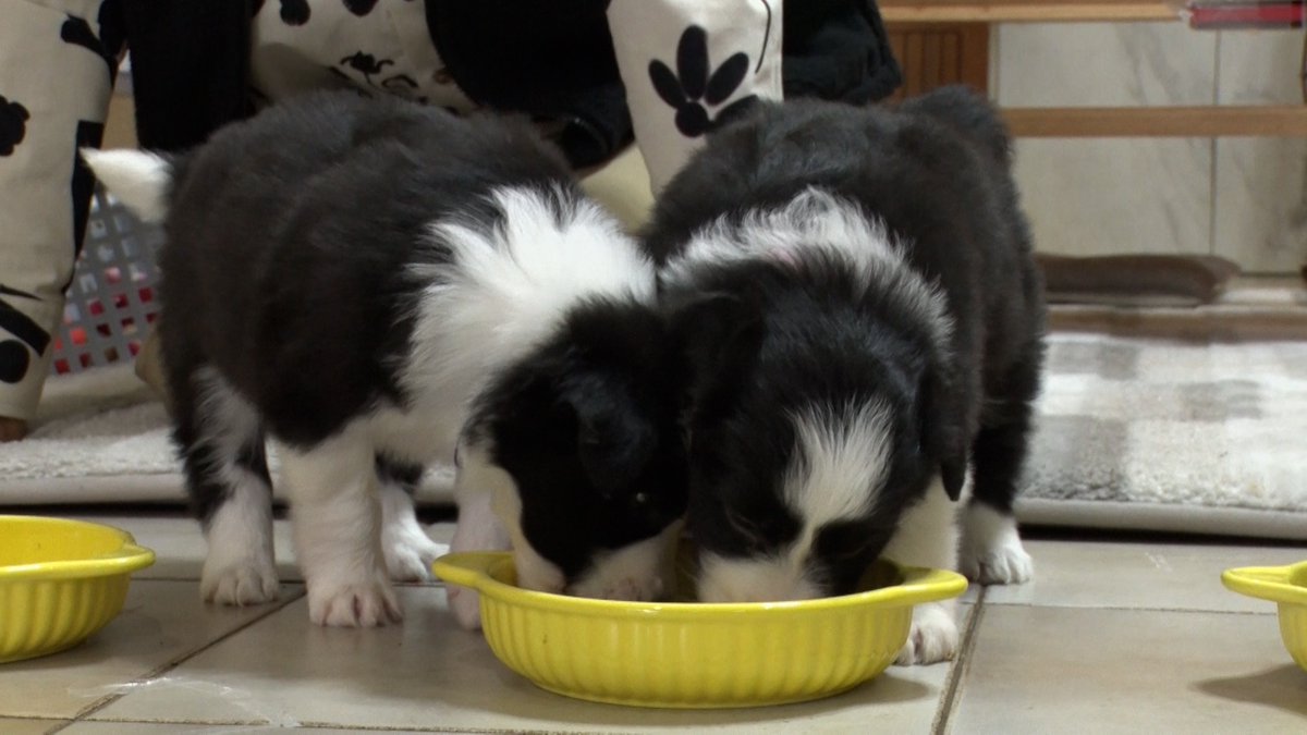 12/27(土)の 
#嗚呼みんなの動物園 4️⃣時間SP

場面カットをちょい見せ🐶✨️

子犬ちゃんたちがとってもキュートです💗

放送をお楽しみに！

#相葉雅紀