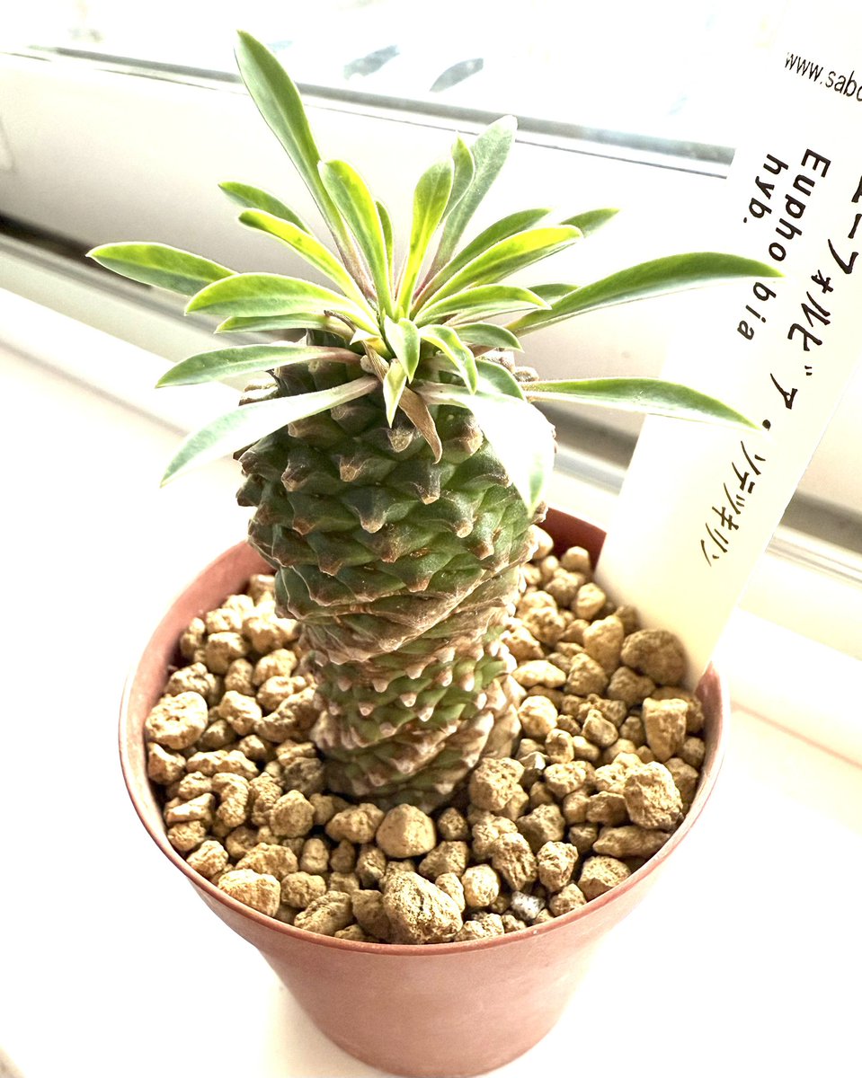 レイチェル (@Raychell_SR) / Posts / X