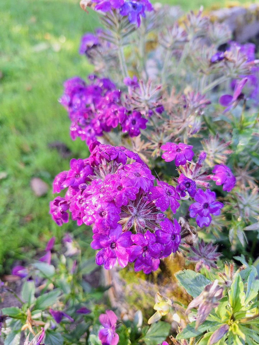 Happy Saturday Everyone ! ☀️🌸☘️🥰💞