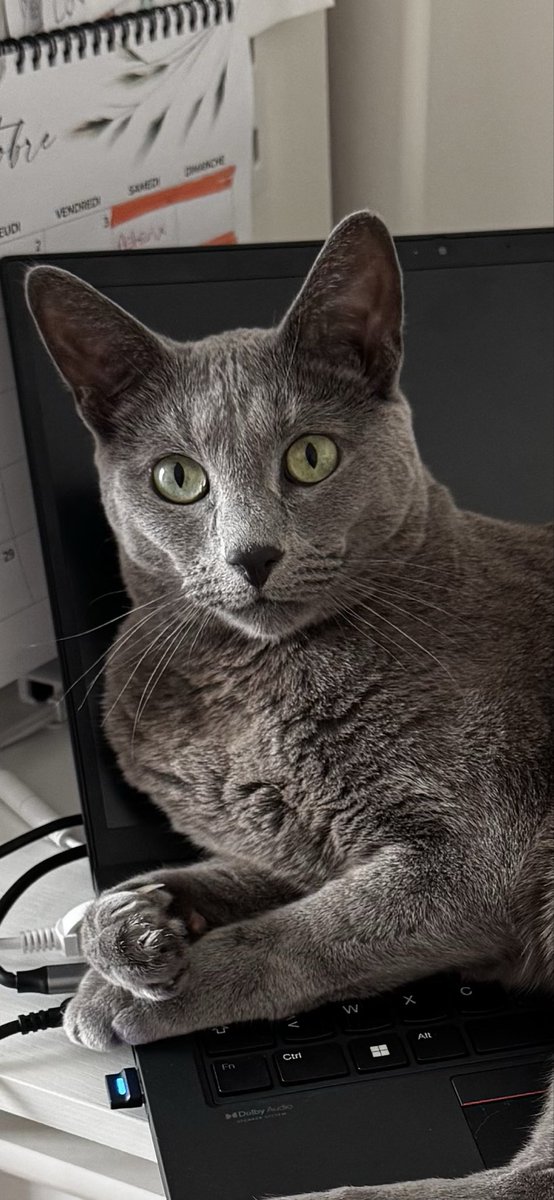jcragons's tweet photo. @BenjaminMorel63 Je crois avoir déjà son premier ministre à la maison, Simba Lepoilu https://t.co/OA2GNBNVtE