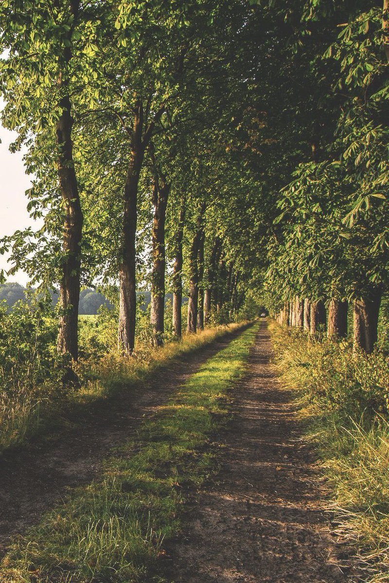 "biliyorum, 
birgün upuzun ağaçlık yollardan 
içimi efil efil  estirecek bir mutlulukla geçeceğim."