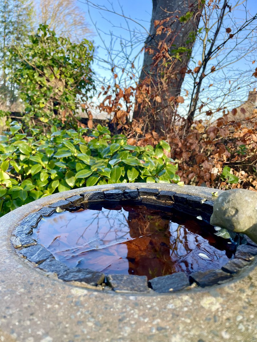 Stifyn1's tweet photo. On reflection #tymhorol #onreflection #garden #naturephotography #weekend #saturday #winter #december https://t.co/BVCTD4QBiw