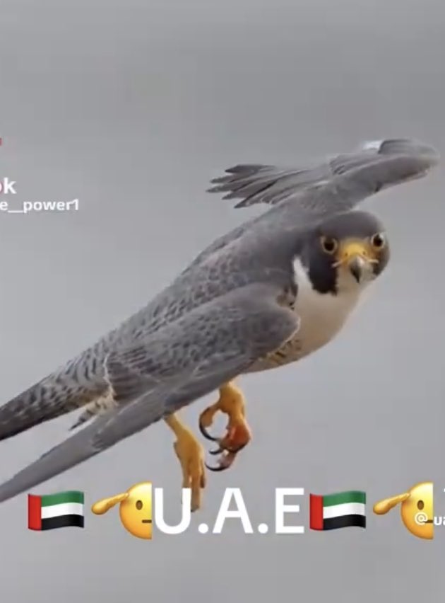 ابو حمود سلطان tweet media