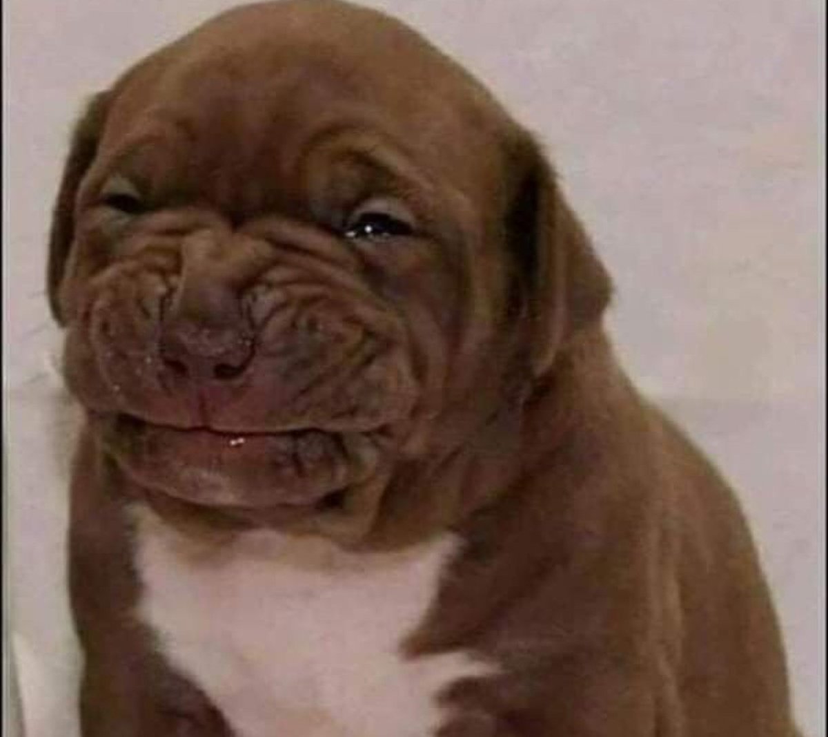 AntonyKs🐻 tweet media