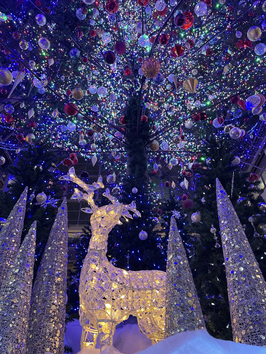 クリスマスツリー見てきた🎄✨