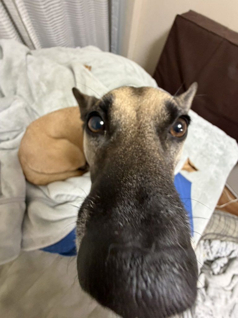 これが普通のぐっちゃす