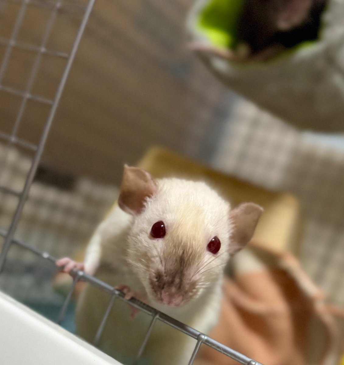 LpbSna's tweet photo. おこげ2歳半🐁
最期までよくがんばりました。 https://t.co/mQdktnBSEt