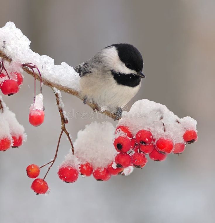 gregcatarino1's tweet image. Coal Tit and Mountain Ash.