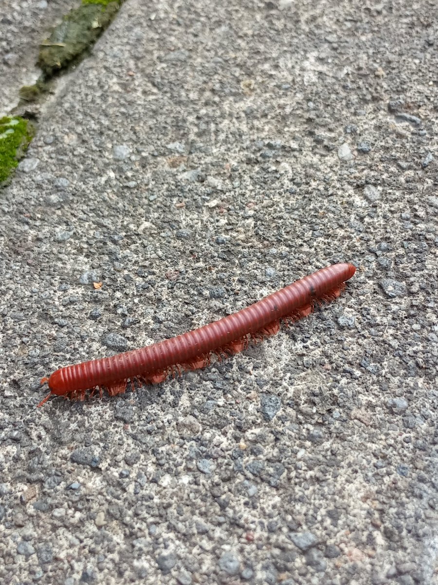 ekuinoks_'s tweet image. Misi, numpang lewat