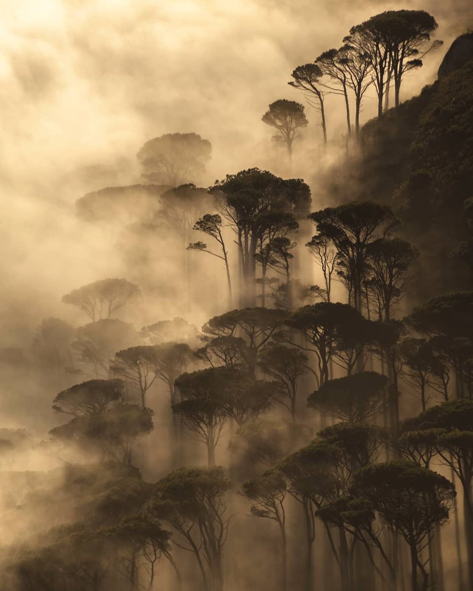 Table Mountain, South Africa 🇿🇦