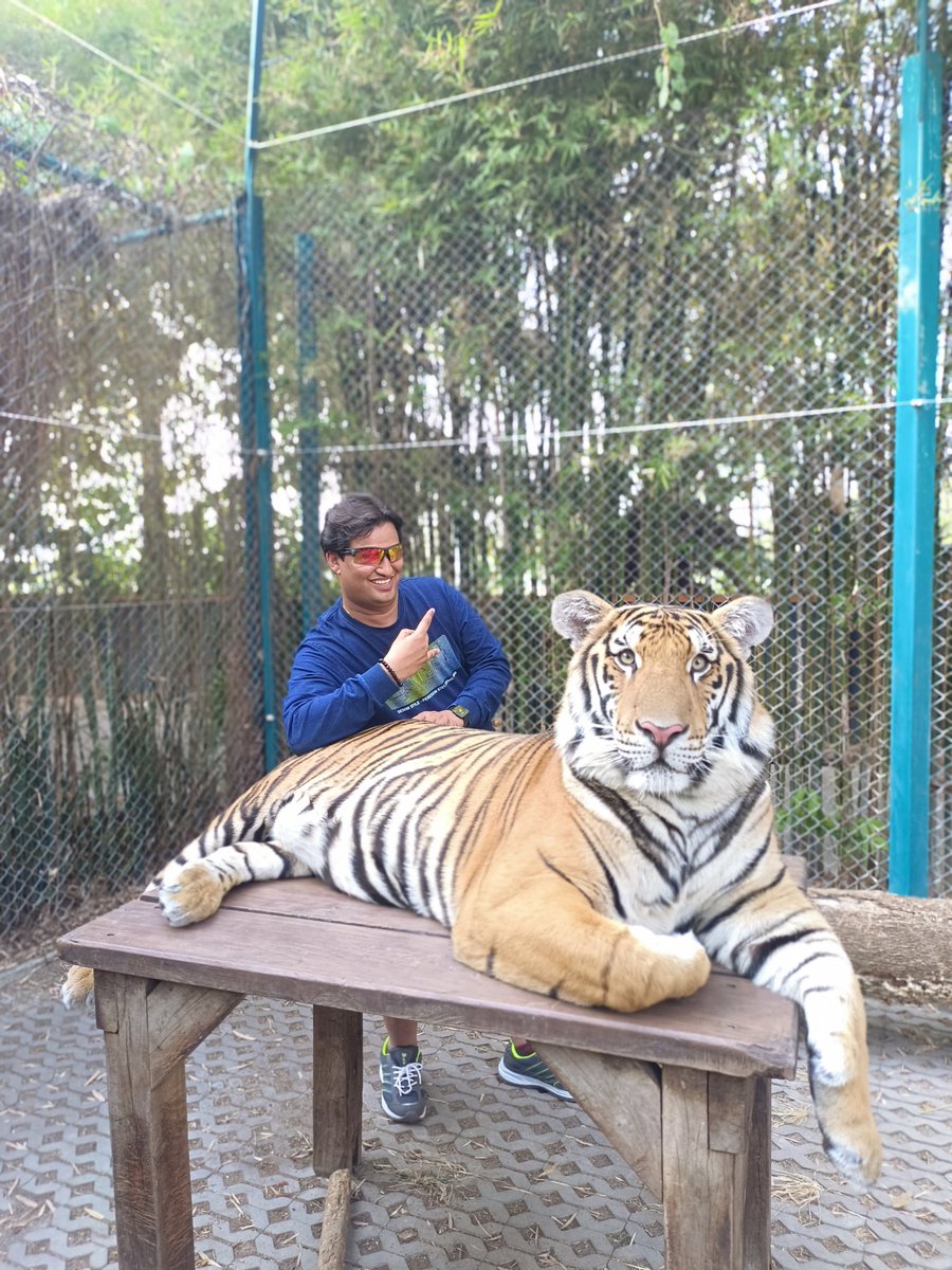 TheRohitVaja's tweet photo. Just saying 'hi' to my new friend. Don't hug it! 😂 Weekend vibes... when your pet gets a little too big. 🐯🦁
: The Rohit Vaja 

#therohitvaja #luxury #brand #lifestyle #celebrity #tiger #JungleStory #KingVibes #freedom #newbesties #bigcat #petlife https://t.co/C1HPydDfVr
