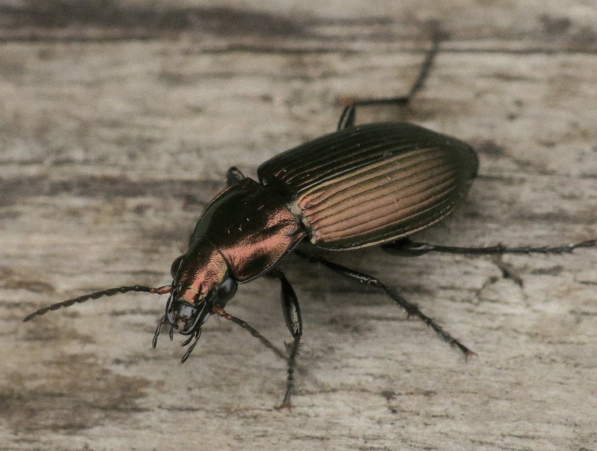 Panjan1972's tweet photo. Koperen kielspriet in het Enterveen. #ElkeDagEenInsect #loopkever #insect #natuur #macro #Enterveen https://t.co/caBxAncKUm