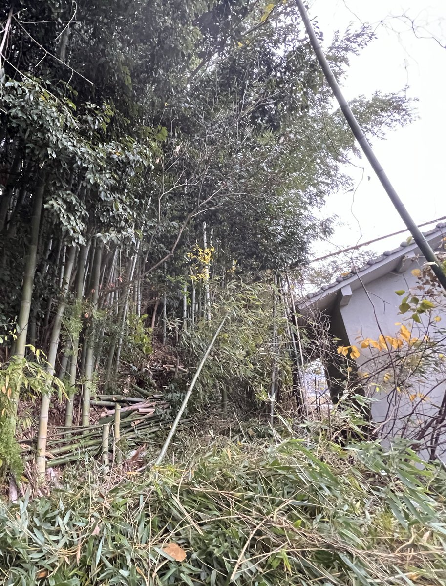 放置竹林整備の
ビフォーアフター撮ったけど
どっちがアフターか
分からない事件です。
