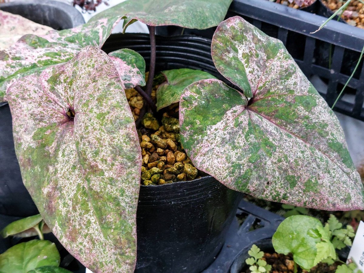 タイリンカンアオイ