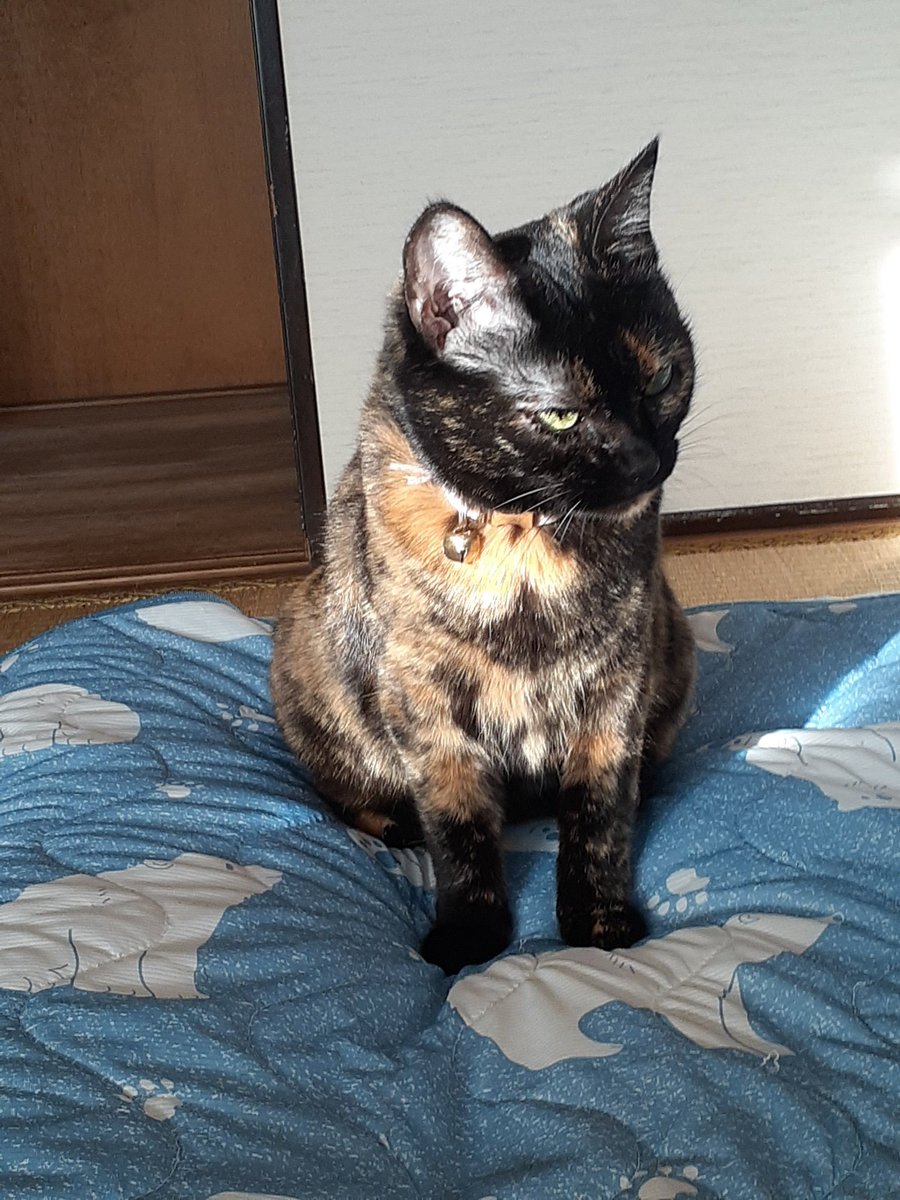 サビ猫はいいぞ