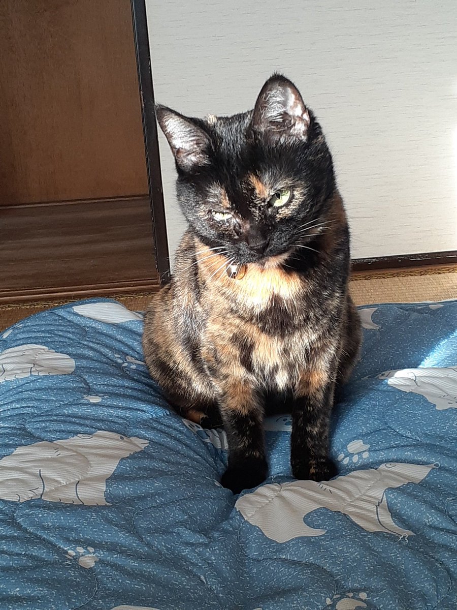 サビ猫はいいぞ