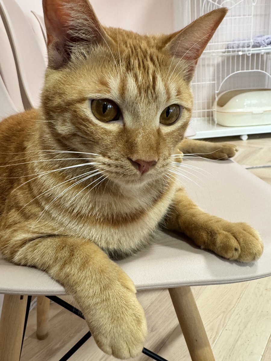 譲渡型保護猫Cafe あおねこ(新潟県田上町) (@aoneko_cafe) / Posts / X