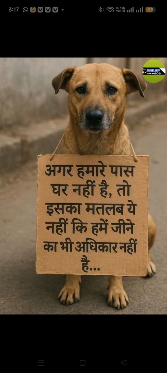 vickybalwani's tweet photo. #voiceforstraysindia https://t.co/ETyHKpj1j8