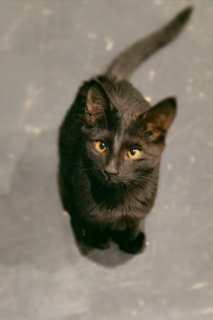 РЕТВИТЫ ОЧЕНЬ НУЖНЫ 💔😭

Подольск! Помогите!! Заберите малыша домой 😭 бедося живет на предприятии, ему там холодно и голодно, все котики должны жить дома 😭

 Звонить и писать Инне 
+79060425302