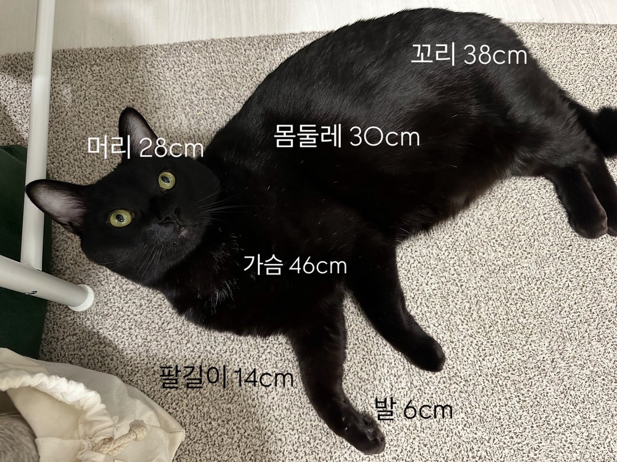 우리집 깜고는 특이한 케이스인걸까?ㅎㅎ