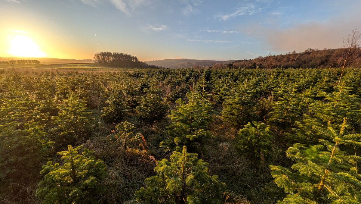 @GrowMeTrees tweet media