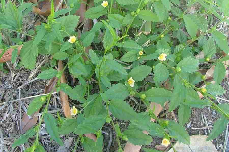 For Whitlow (infection of the tip of the finger), grind the leaves of Sida acuta (Udo in Igbo, Iyeye in yoruba, twita in twi) into a paste, add a bit of salt and apply on the affected finger twice daily🍀….it takes 2 to 3 days to resolve💚

Men its roots are yours🍆