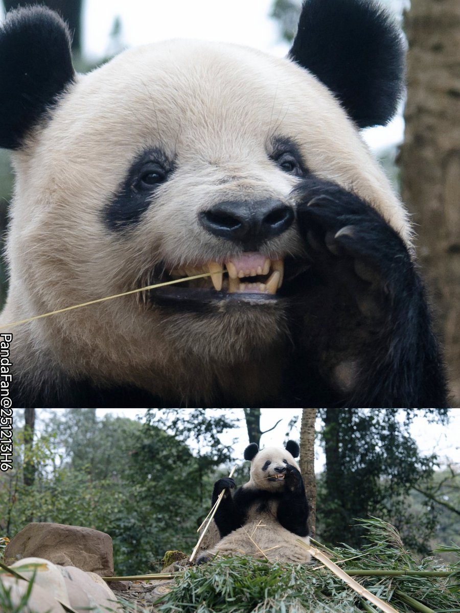 つぶら (@TsuburaXiang612) / Posts / X