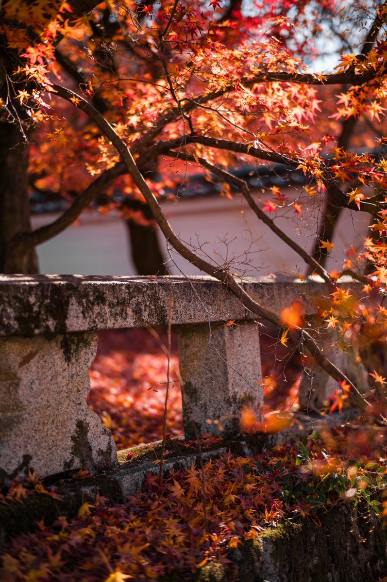 みかづき (@mic_azuki) / Posts / X